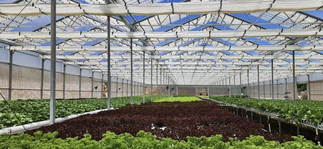 Rows of green and red leafy crops growing inside a large, light-filled greenhouse with a steel roof structure.