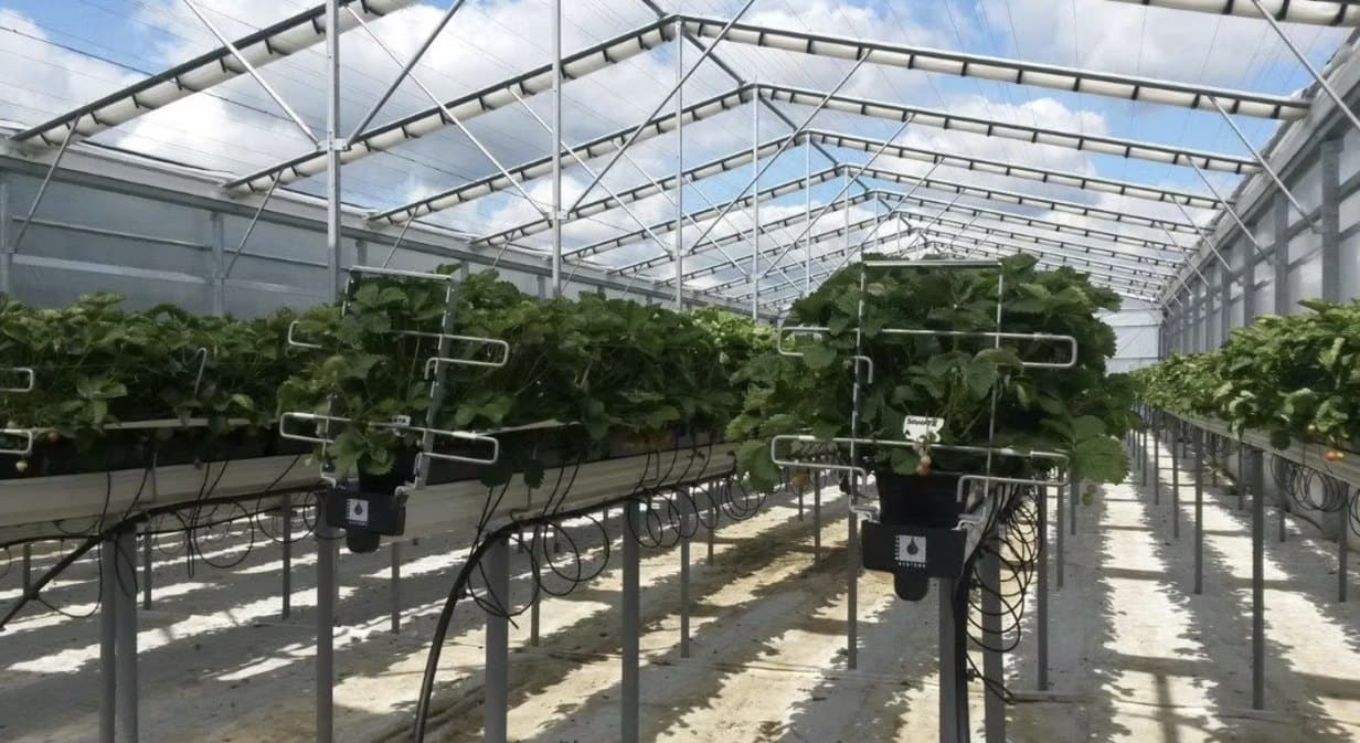 Strawberry plants growing on raised hydroponic gutters beneath a steel-framed greenhouse roof.