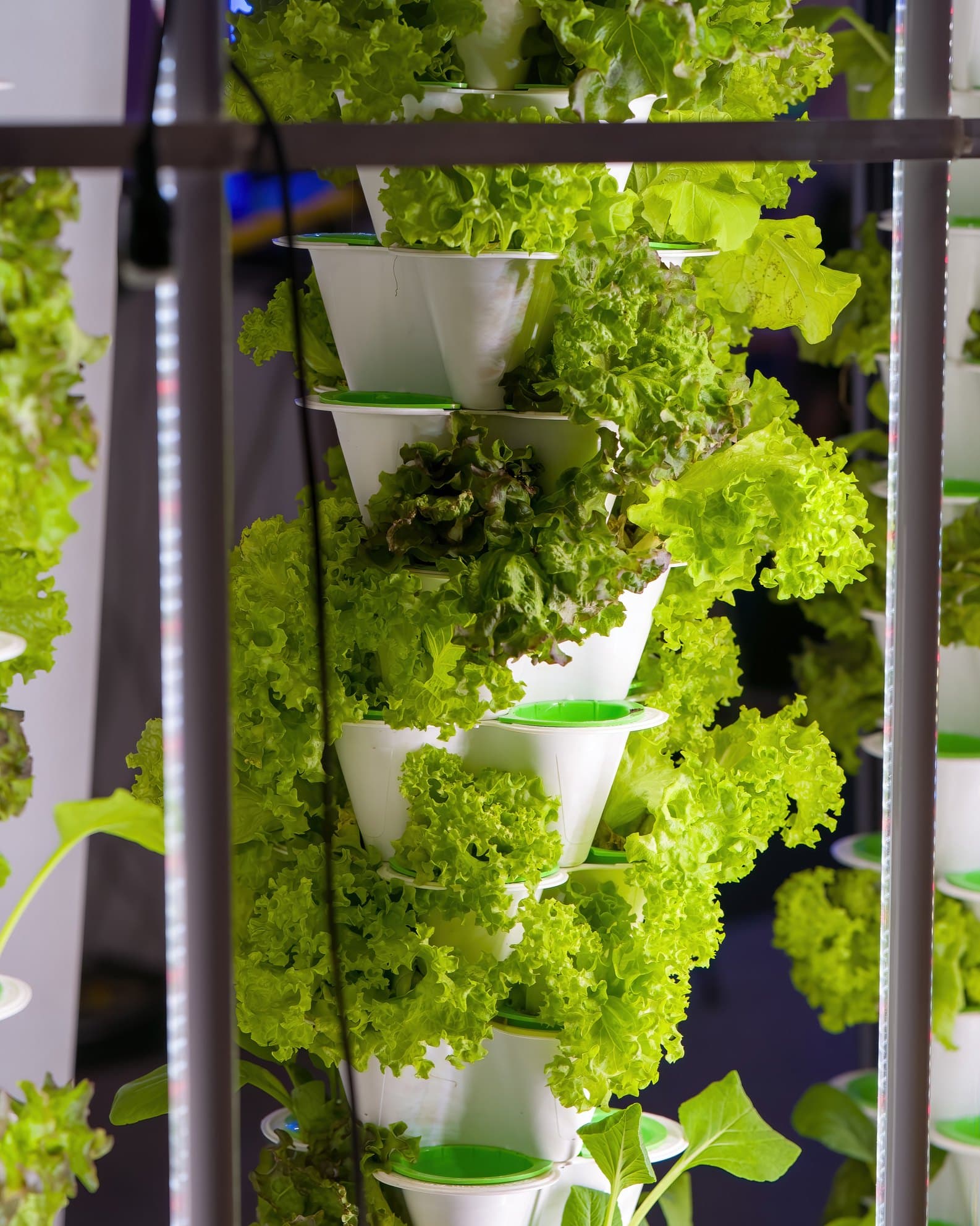 A tall vertical hydroponic column densely planted with leafy greens.