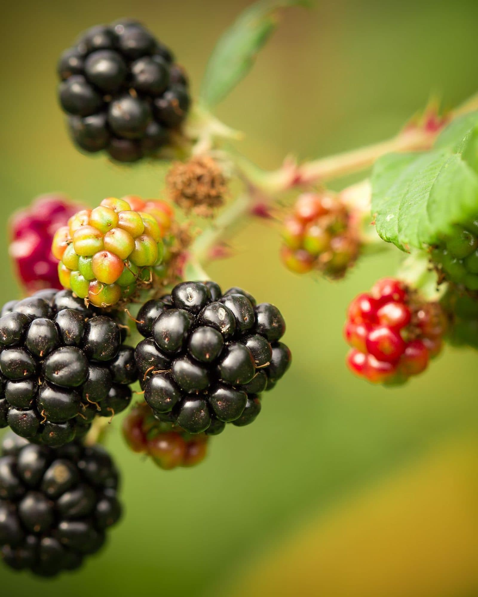 Blackberries ripening on a cane, from red to black.