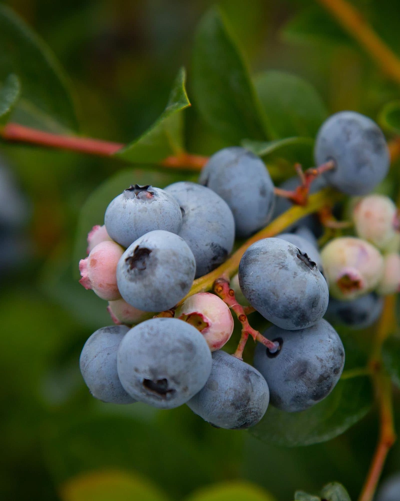 A cluster of ripe blueberries on the bush.