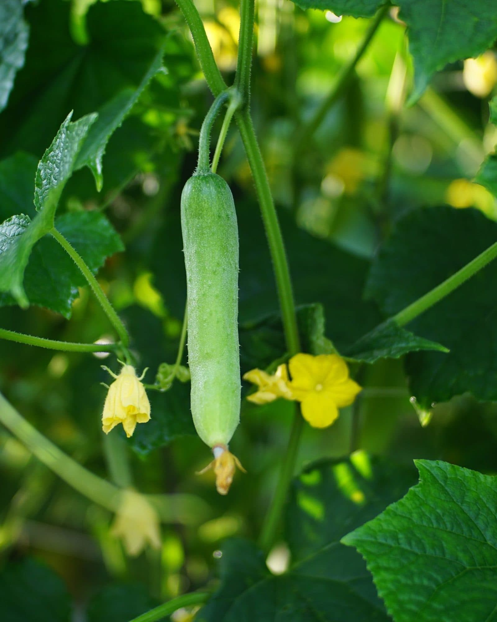 A young cucumber and yellow flowers on a leafy vine.