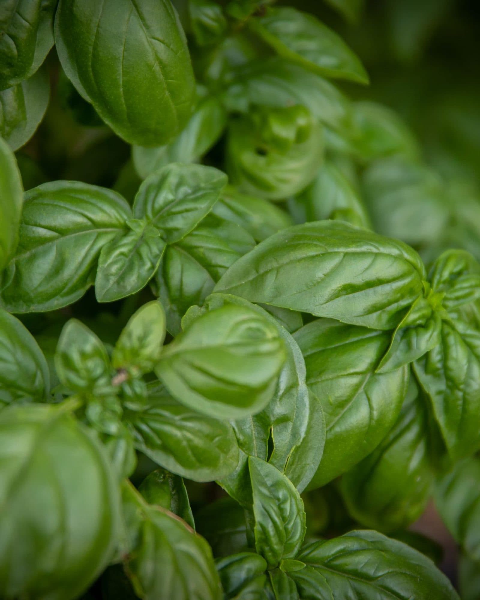 Close-up of fresh green basil leaves.