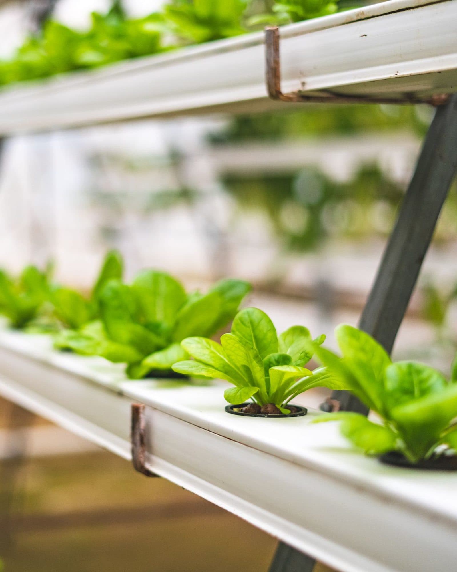 Young lettuce plants growing in white hydroponic channels.