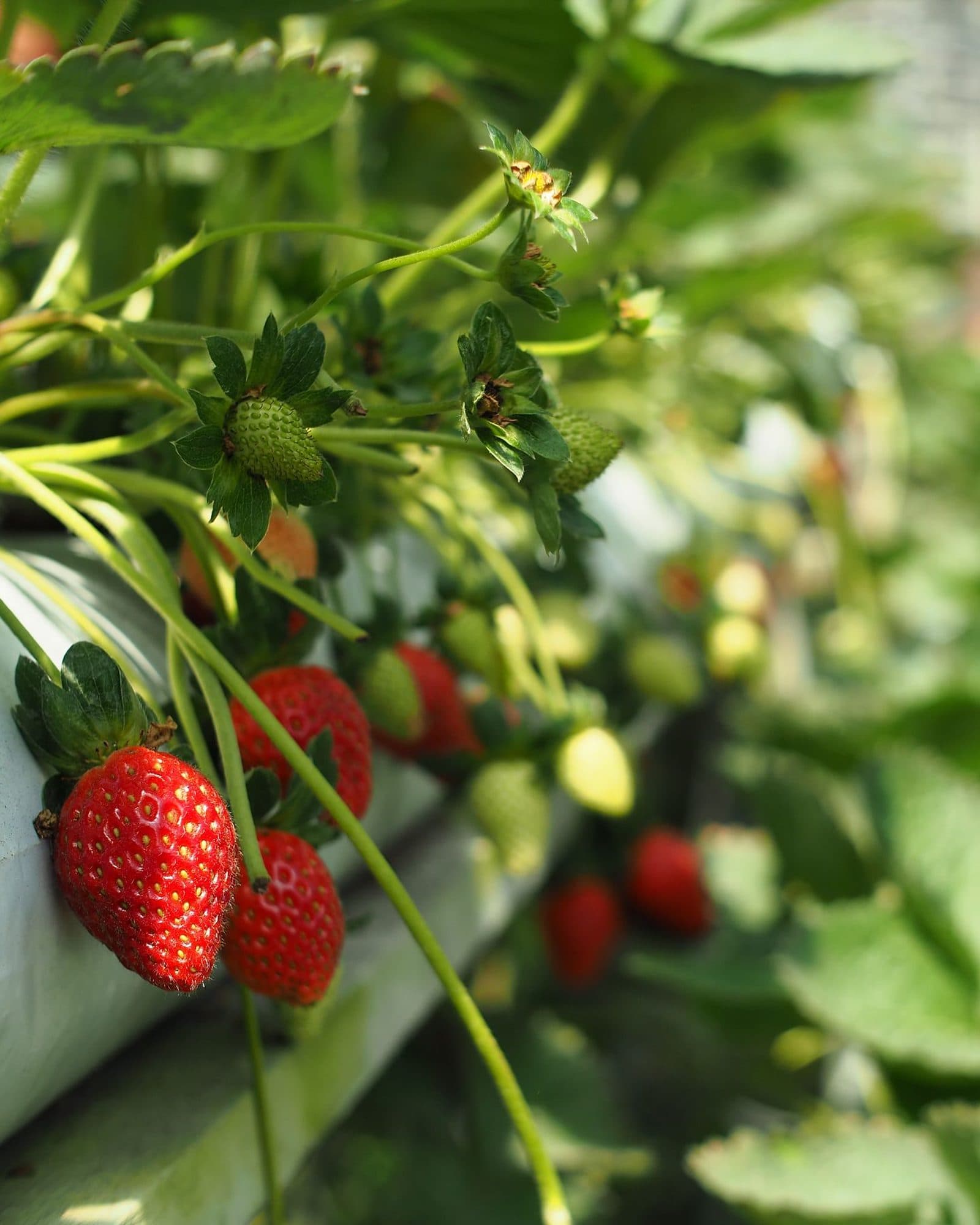 Ripe strawberries hanging from plants grown on a raised gutter.