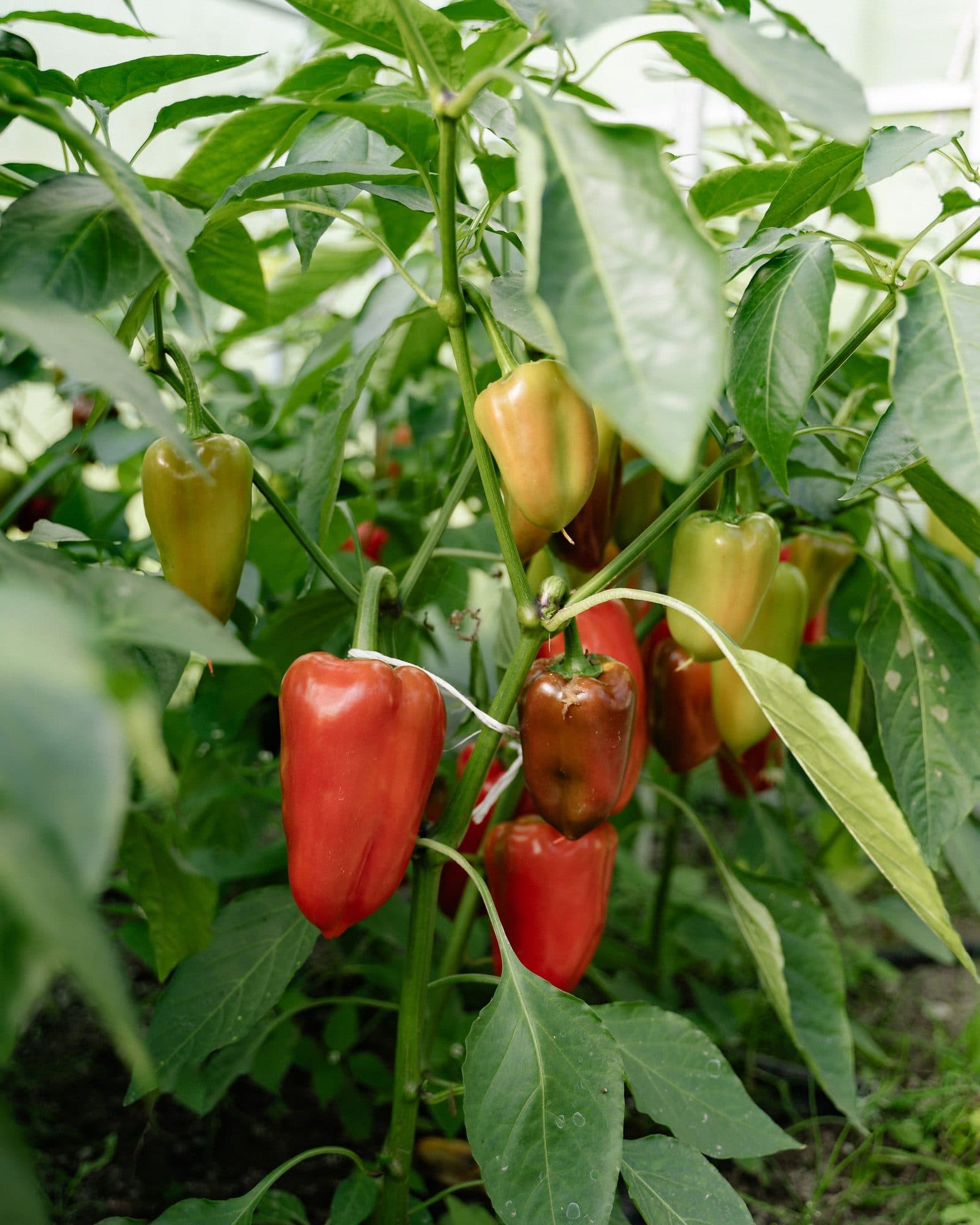 Red and green sweet peppers ripening on a plant in a greenhouse.