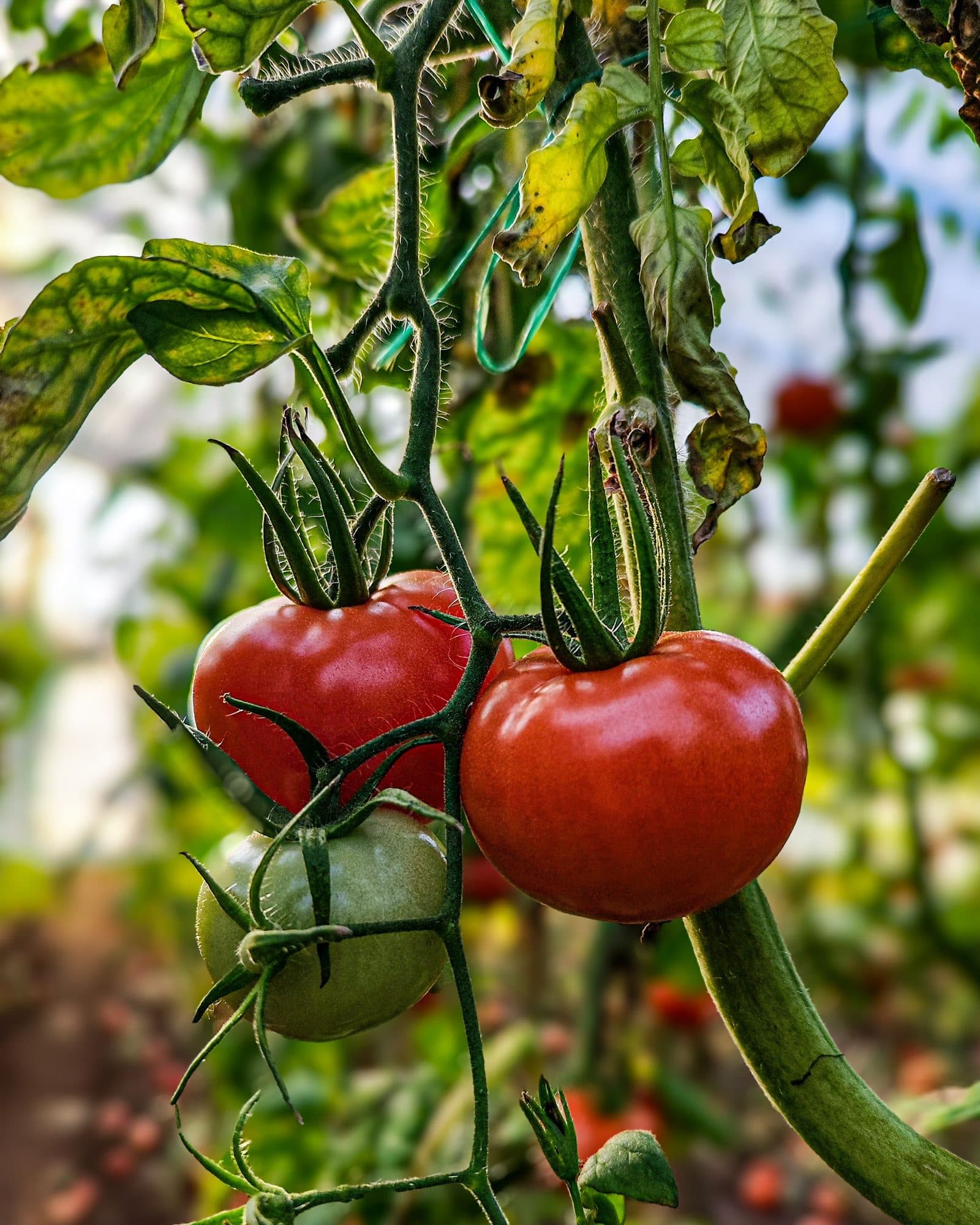 Ripe red tomatoes on a trellised vine inside a greenhouse.