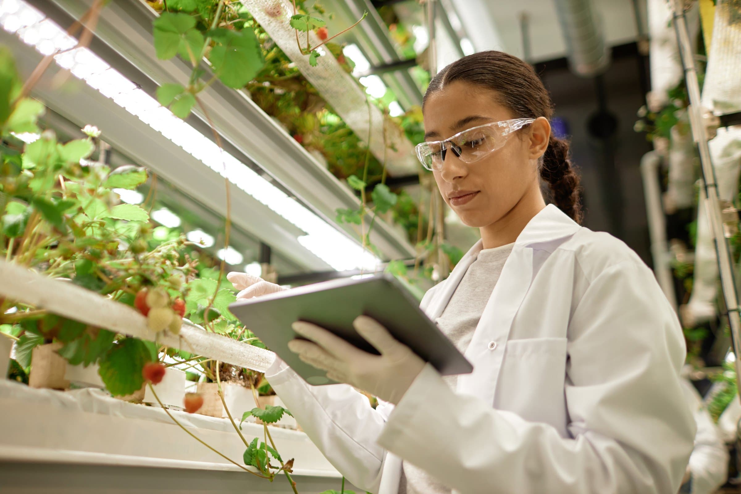 A grower wearing safety glasses reviews a tablet beside strawberry plants under supplemental lighting.